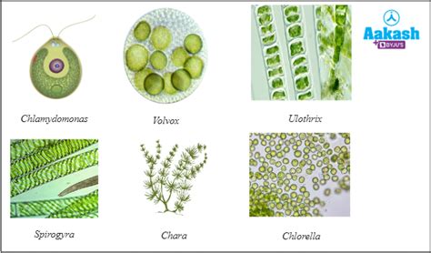 10 Algae.